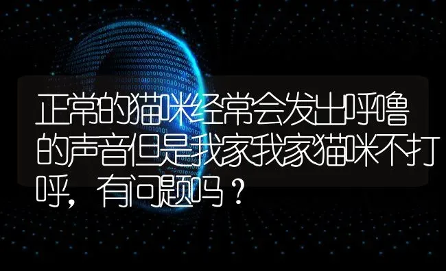 正常的猫咪经常会发出呼噜的声音但是我家我家猫咪不打呼，有问题吗？ | 动物养殖问答