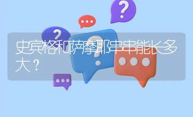 史宾格和萨摩耶串串能长多大？ | 动物养殖问答