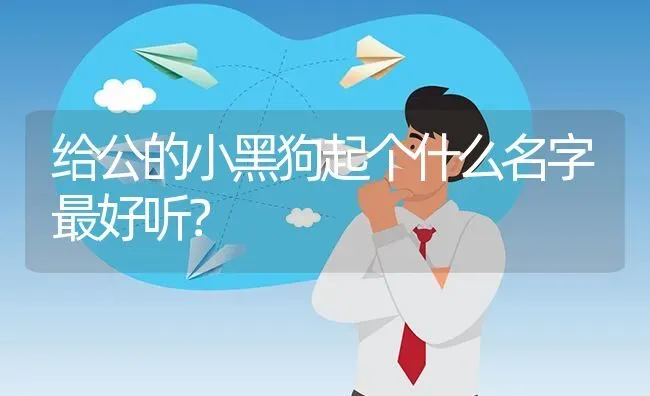 给公的小黑狗起个什么名字最好听？ | 动物养殖问答