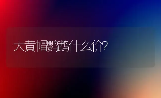 大黄帽鹦鹉什么价？ | 动物养殖问答