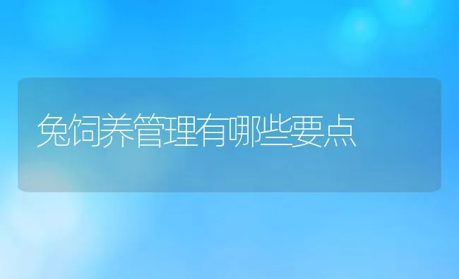 兔饲养管理有哪些要点 | 动物养殖学堂