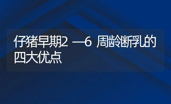 仔猪早期2—6周龄断乳的四大优点 | 动物养殖饲料