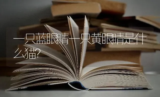 一只蓝眼睛一只黄眼睛是什么猫？ | 动物养殖问答