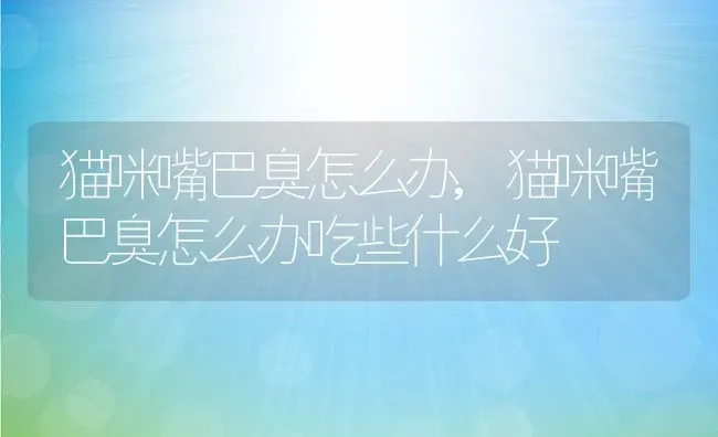 猫咪嘴巴臭怎么办,猫咪嘴巴臭怎么办吃些什么好 | 宠物百科知识