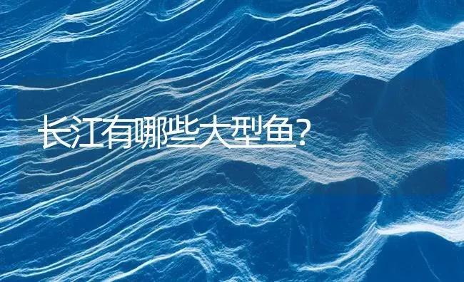 长江有哪些大型鱼？ | 鱼类宠物饲养