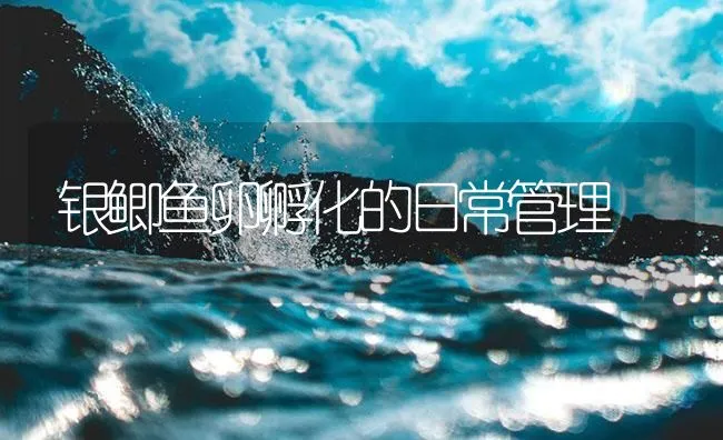 银鲫鱼卵孵化的日常管理 | 海水养殖技术