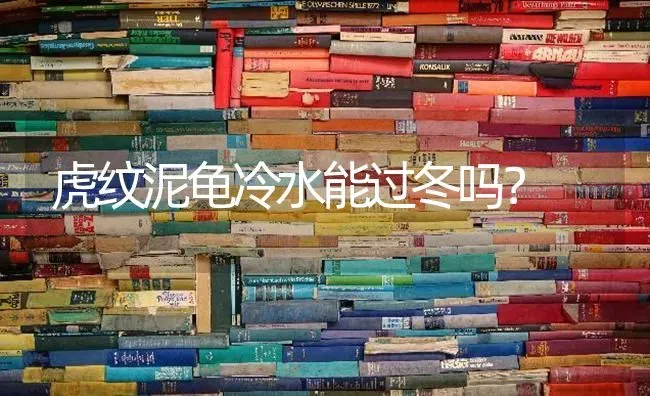 怎样缓解丢猫的伤心情绪？ | 动物养殖问答