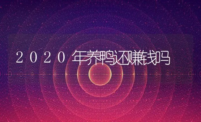 2020年养鸭还赚钱吗 | 动物养殖百科