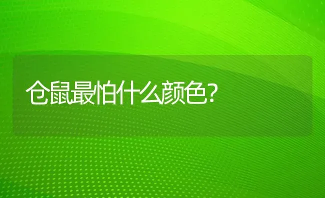 仓鼠最怕什么颜色？ | 动物养殖问答