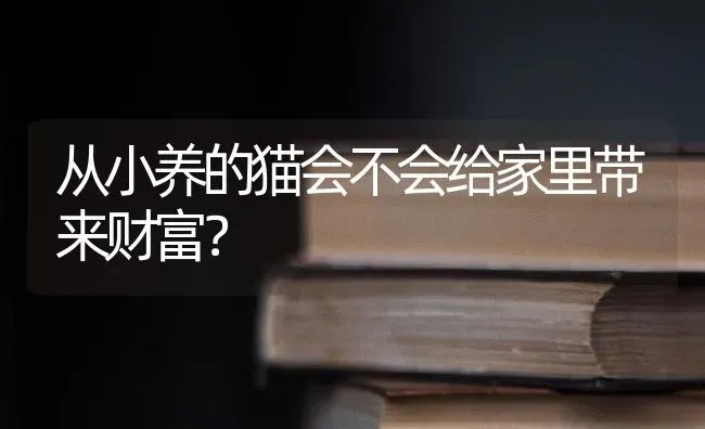 从小养的猫会不会给家里带来财富？ | 动物养殖问答