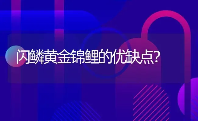 闪鳞黄金锦鲤的优缺点？ | 鱼类宠物饲养