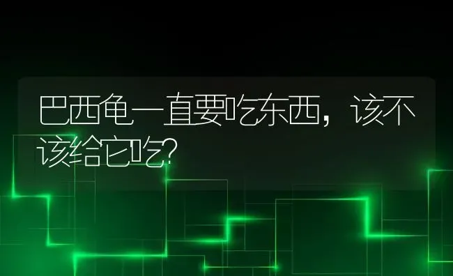 麝香龟能自然冬眠么。安徽黄山地区。谢谢？ | 动物养殖问答