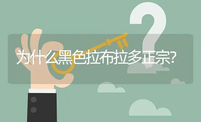 为什么黑色拉布拉多正宗？ | 动物养殖问答