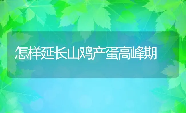 怎样延长山鸡产蛋高峰期 | 动物养殖饲料