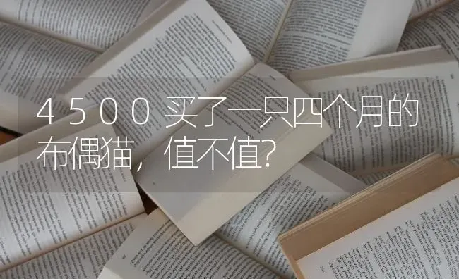 4500买了一只四个月的布偶猫，值不值？ | 动物养殖问答