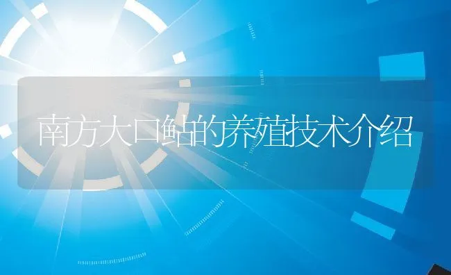 南方大口鲇的养殖技术介绍 | 动物养殖饲料