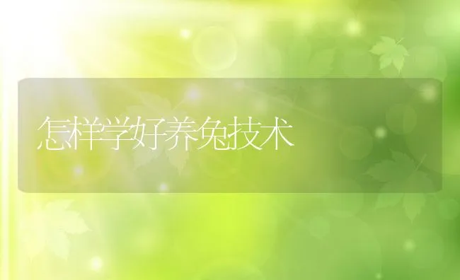 怎样学好养兔技术 | 动物养殖饲料