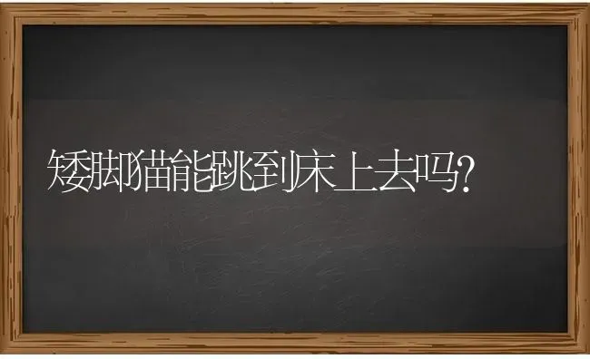 矮脚猫能跳到床上去吗？ | 动物养殖问答