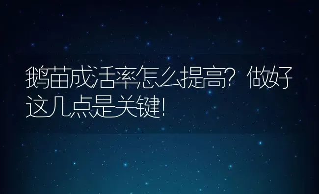 鹅苗成活率怎么提高？做好这几点是关键！ | 动物养殖百科