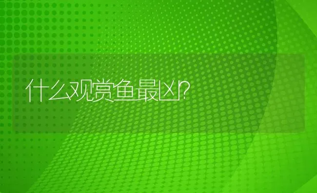 什么观赏鱼最凶？ | 鱼类宠物饲养