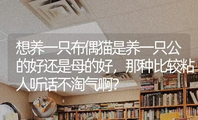 想养一只布偶猫是养一只公的好还是母的好，那种比较粘人听话不淘气啊？ | 动物养殖问答