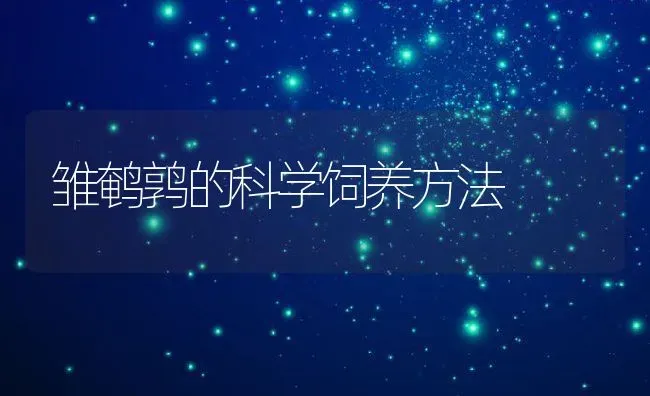 雏鹌鹑的科学饲养方法 | 动物养殖教程