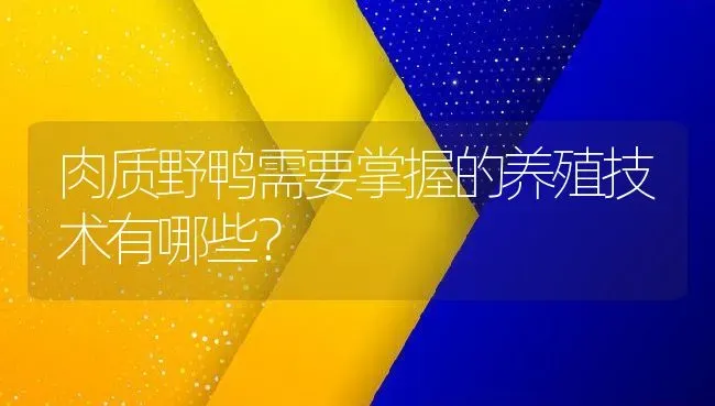 肉质野鸭需要掌握的养殖技术有哪些？ | 动物养殖百科