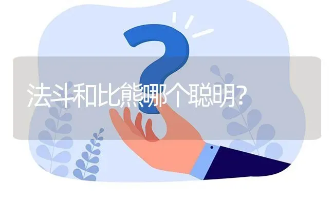 法斗和比熊哪个聪明？ | 动物养殖问答