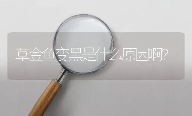 草金鱼变黑是什么原因啊？ | 鱼类宠物饲养