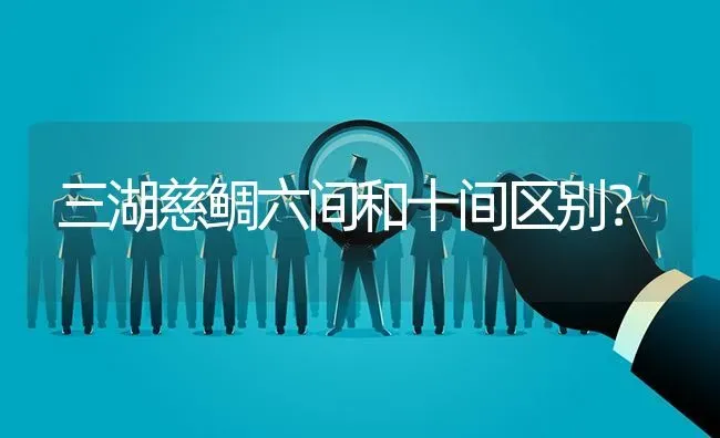 三湖慈鲷六间和十间区别？ | 鱼类宠物饲养