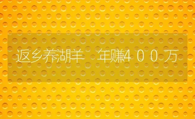 返乡养湖羊 年赚400万 | 动物养殖教程