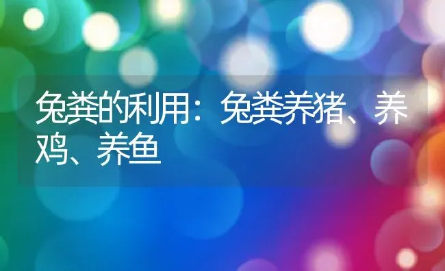 兔粪的利用：兔粪养猪、养鸡、养鱼 | 动物养殖教程