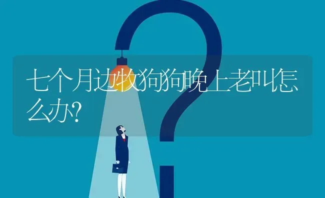 七个月边牧狗狗晚上老叫怎么办？ | 动物养殖问答