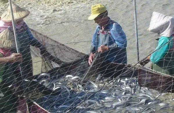 鳗鱼池套养泥鳅效益好