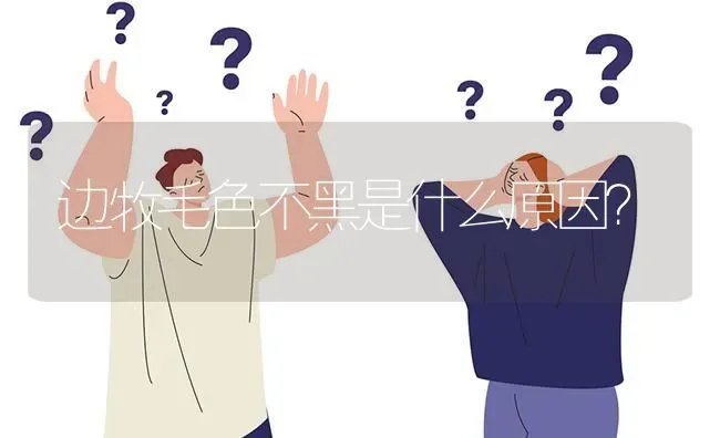 边牧毛色不黑是什么原因？ | 动物养殖问答