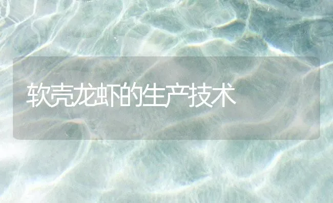 软壳龙虾的生产技术 | 海水养殖技术