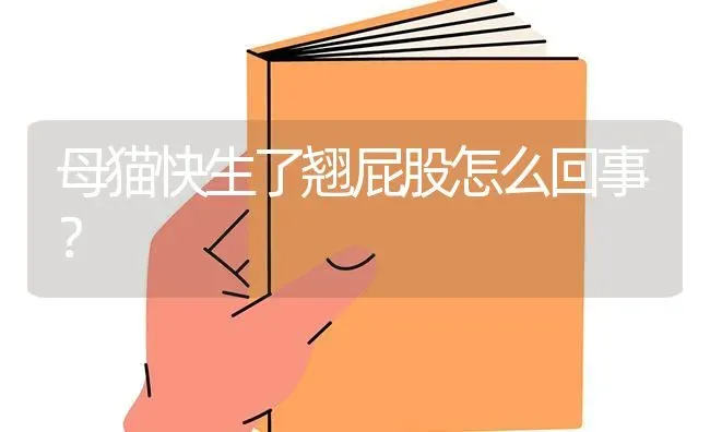 母猫快生了翘屁股怎么回事？ | 动物养殖问答