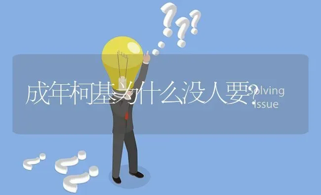 成年柯基为什么没人要？ | 动物养殖问答