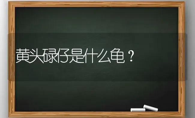 黄头碌仔是什么龟？ | 动物养殖问答