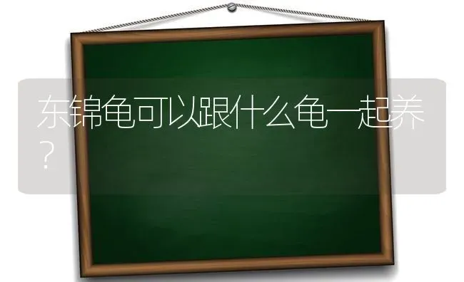 东锦龟可以跟什么龟一起养？ | 动物养殖问答