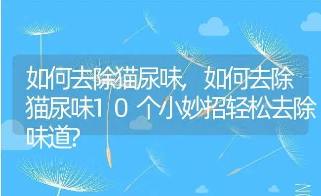 如何去除猫尿味,如何去除猫尿味10个小妙招轻松去除味道? | 宠物百科知识