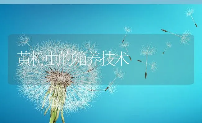 黄粉虫的箱养技术 | 动物养殖学堂