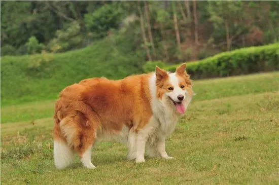 金色边牧是不是更贵,什么颜色的边境牧羊犬最贵？