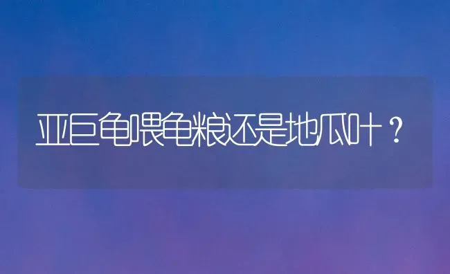 亚巨龟喂龟粮还是地瓜叶？ | 动物养殖问答