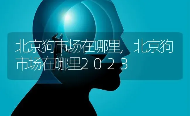 北京狗市场在哪里,北京狗市场在哪里2023 | 宠物百科知识