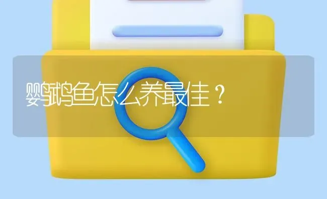 鹦鹉鱼怎么养最佳？ | 鱼类宠物饲养