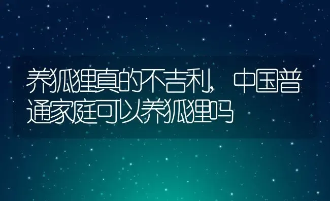 养狐狸真的不吉利,中国普通家庭可以养狐狸吗 | 宠物百科知识