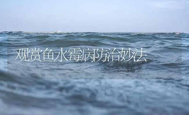 观赏鱼水霉病防治妙法 | 海水养殖技术