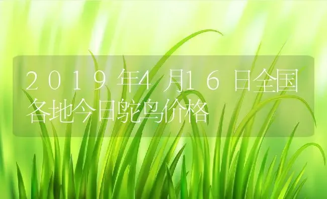 2019年4月16日全国各地今日鸵鸟价格 | 动物养殖百科