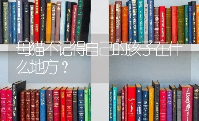 母猫不记得自己的孩子在什么地方？ | 动物养殖问答